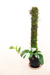 Scindapsus treubii moonlight albo variegated